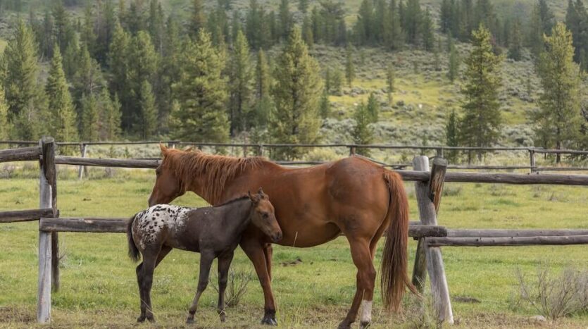 Montana Caddis Retreat